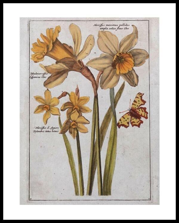 DNA RNP105 Narcicissus Maximus Pallidus